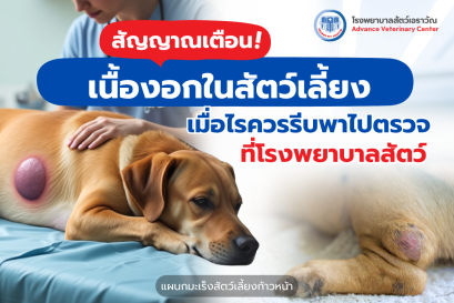 สัญญาณเตือนเนื้องอกในสัตว์เลี้ยง เมื่อไรควรรีบพาไปตรวจ