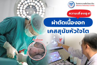 ผ่าตัดสัตว์เลี้ยง รักษาเนื้องอกและมะเร็ง: เคสสุนัขหัวใจโตกับการผ่าตัดที่มีความเสี่ยงสูง