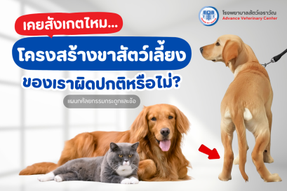 วิธีสังเกตโครงสร้างขาสัตว์เลี้ยงก่อนพาไปหาสัตวแพทย์