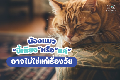 แมวไม่ซน เดินน้อย เสี่ยงโรคข้อเสื่อม ปัญหากระดูกซ่อนอยู่