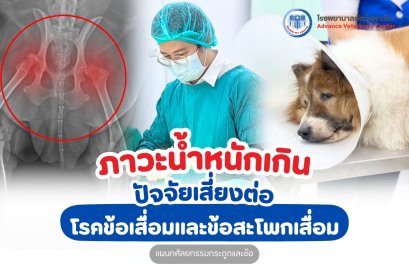 ภาวะน้ำหนักเกิน: ปัจจัยเสี่ยงโรคข้อสะโพกเสื่อม ในสัตว์เลี้ยง