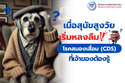 When Senior Dogs Start Forgetting: What Pet Owners Need to Know About Cognitive Dysfunction Syndrome (CDS)