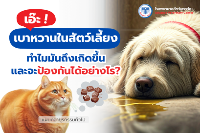 Diabetes in Pets: Why Does It Occur and How Can It Be Prevented?