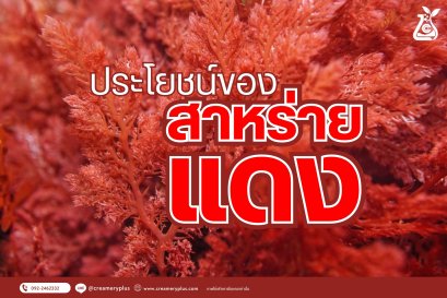 คุณประโยชน์ของสารสกัดจากสาหร่ายแดง (Red Algae)