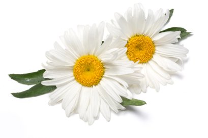 คาโมมายล์ (Chamomile Extract)