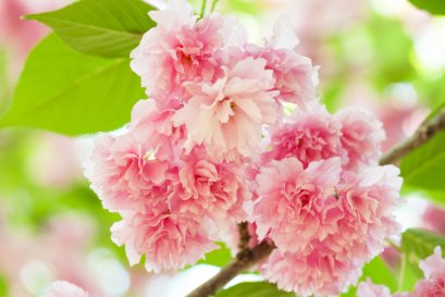 ซากุระจากเกาะเชจู (Prunus serrulata Extract)