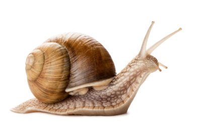 เมือกหอยทาก