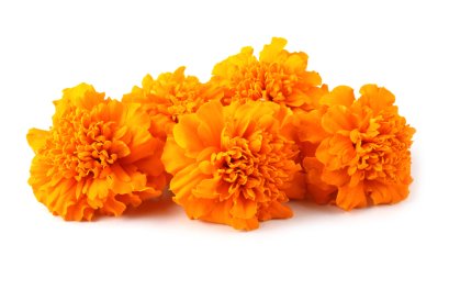 marigold 
