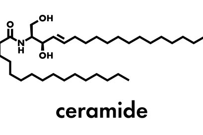 เซราไมด์