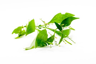 ฟ้าทลายโจร