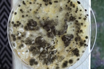 Green Coffee Storage Went Moldy After the Flood: Can Your Roastery Reopen Safely? Discard Flood-Touched Beans, Move Every Ingredient Out, Then Remove Mold and Musty Odors With Disinfection Fogging and Ozone Treatment in Ari, Phaya Thai, Bangkok (2026)