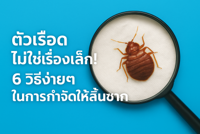 ตัวเรือด ไม่ใช่เรื่องเล็ก 6 วิธีง่ายๆ