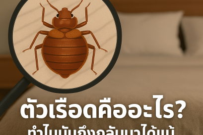 ตัวเรือดคืออะไร