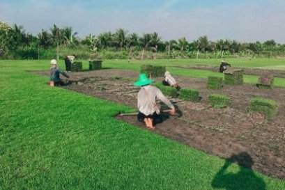 มารู้จัก หญ้านวลน้อย กันเถอะ