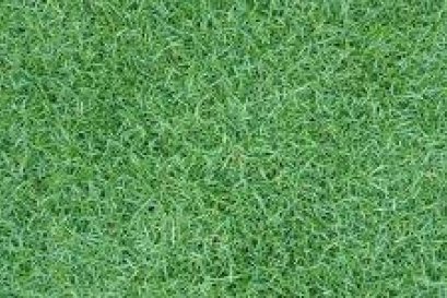 มารู้จัก หญ้าพาสพาลัม กันเถอะ