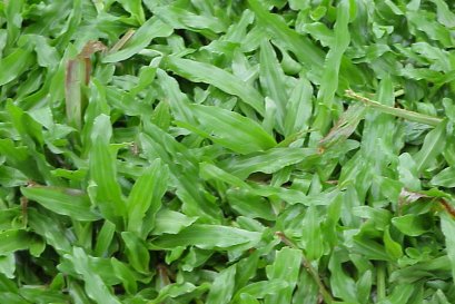 มาทำความรู้จัก หญ้ามาเลย์ กันค่ะ