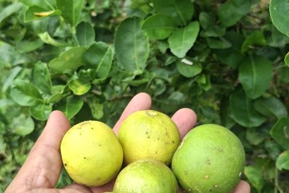 ติดตามการเจริญเติบโตของพืช ผัก และเก็บผลผลิต