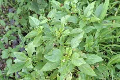  ติดตามการเจริญเติบโตของพืช ผัก และเก็บผลผลิต ครั้งที่ 2 (เก็บผักบุ้ง)