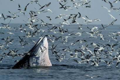 ดูปลาวาฬ ชมฝูงนก ลานตากับหิ่งห้อย ที่เพชรบุรี