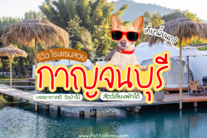 แนะนำ 7 ที่พัก กาญจนบุรี สุนัขเข้าได้ 2566 โรงแรมสวย บรรยากาศดี มีพื้นที่วิ่งเล่นด้วย แมวก็พักได้นะ