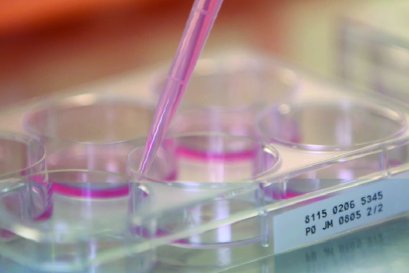 ฟื้นฟูเซลล์ที่เสื่อมสภาพของร่างกาย โดยการซ่อมแซม และทดแทน