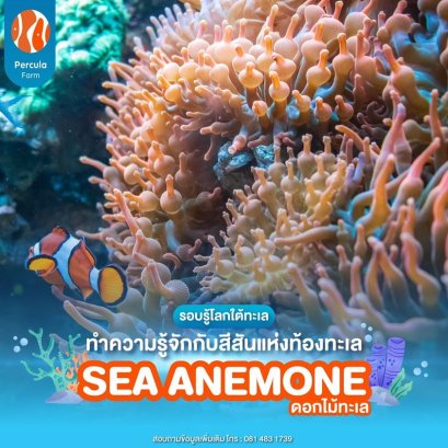 ทำความรู้จักกับ สีสันแห่งท้องทะเล