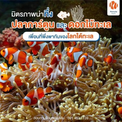 มิตรภาพน่าทึ่ง ปลาการ์ตูน และดอกไม้ทะเล เพื่อนที่พึ่งพากันของโลกใต้ทะเล