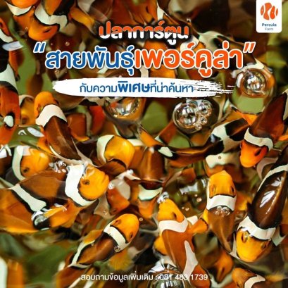 ปลาการ์ตูนสายพันธุ์ "เพอร์คูล่า" กับความพิเศษที่น่าค้นหา