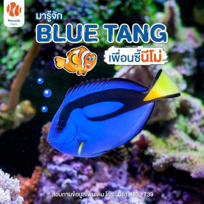 มารู้จัก "BLUE TANG" เพื่อนซี้นีโม่
