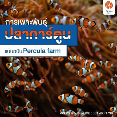 การเพาะพันธุ์ปลาการ์ตูน แบบฉบับของ PERCULA FARM