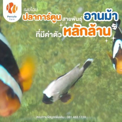 เผยโฉม "ปลาการ์ตูนอานม้า" ที่มีค่าตัวหลักล้าน