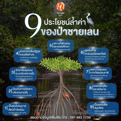 9 ประโยชน์ล้ำค่าของป่าชายเลน