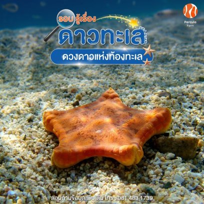 ดวงดาวแห่งท้องทะเล