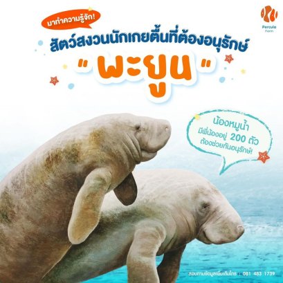 สัตว์สงวน นักเกยตื้นที่ต้องอนุรักษ์ พะยูน