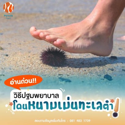 วิธีปฐมพยาบาล เมื่อโดนเม่นทะเลตำ