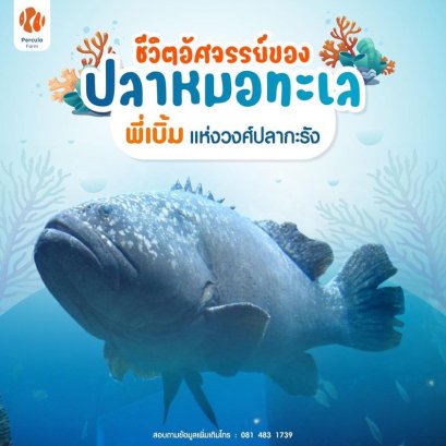 เรื่องราวน่ารู้ ปลาหมอทะเล