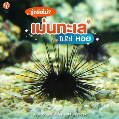 เม่นทะเล ไม่ใช่หอย