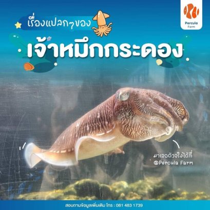 เรื่องแปลกๆ ของเจ้าหมึกกระดอง