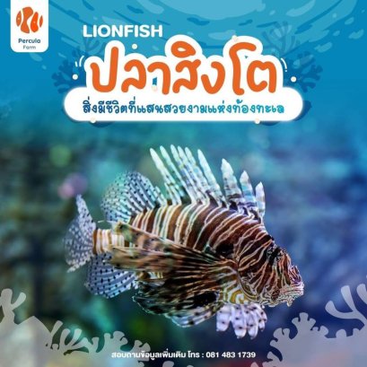 ปลาสิงโต สิ่งมีชีวิตแสนสวยงาม ใต้ท้องทะเล