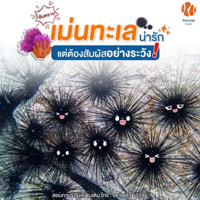 อันตราย! น้องเม่นทะเลน่ารัก แต่สัมผัสไม่ได้