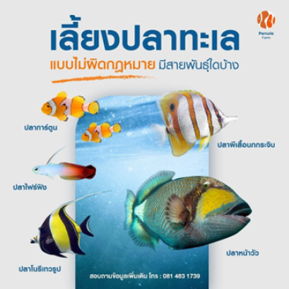 เลี้ยงปลาทะเล แบบไม่ผิดกฏหมาย  มีสายพันธุ์อะไรบ้าง