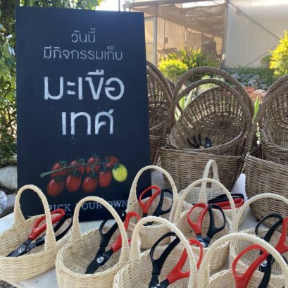 เก็บมะเขือเทศ กิจกรรมเขาใหญ่