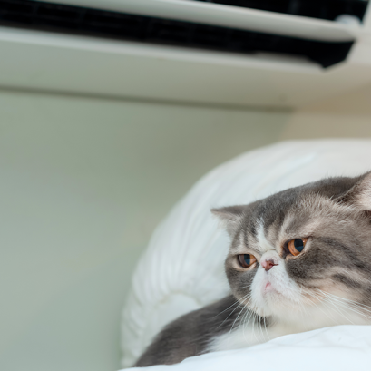 5 วิธีประหยัดไฟบ้านเมื่อต้องเปิดแอร์ให้น้องหมาน้องแมว 24 ชม.