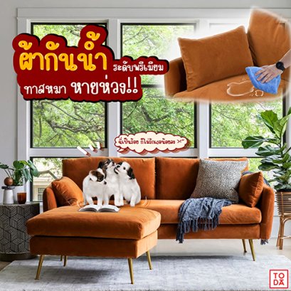 รักหมา รักแมว รักโตด้า