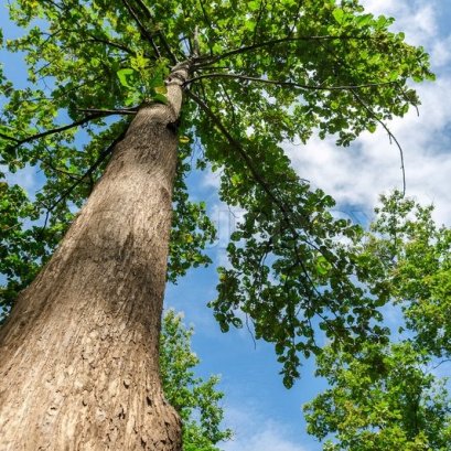 ต้นสักขนาดใหญ่