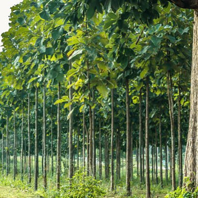 สวนต้นไม้สัก