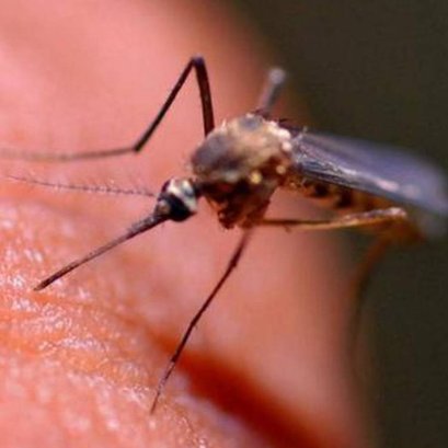 Vector borne diseases