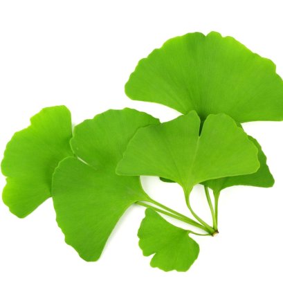 ประโยชน์สารสกัดใบแปะก๊วย (Ginkgo biloba): บำรุงสมอง 