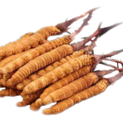 ถั่งเช่า (Cordyceps) ประโยชน์ต่ออวัยวะร่างกาย