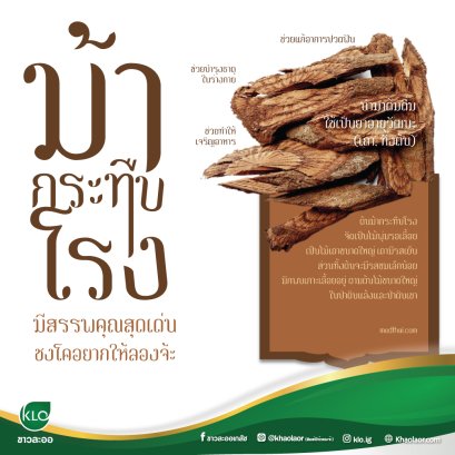 Ficus foveolata wall Has the most outstanding properties